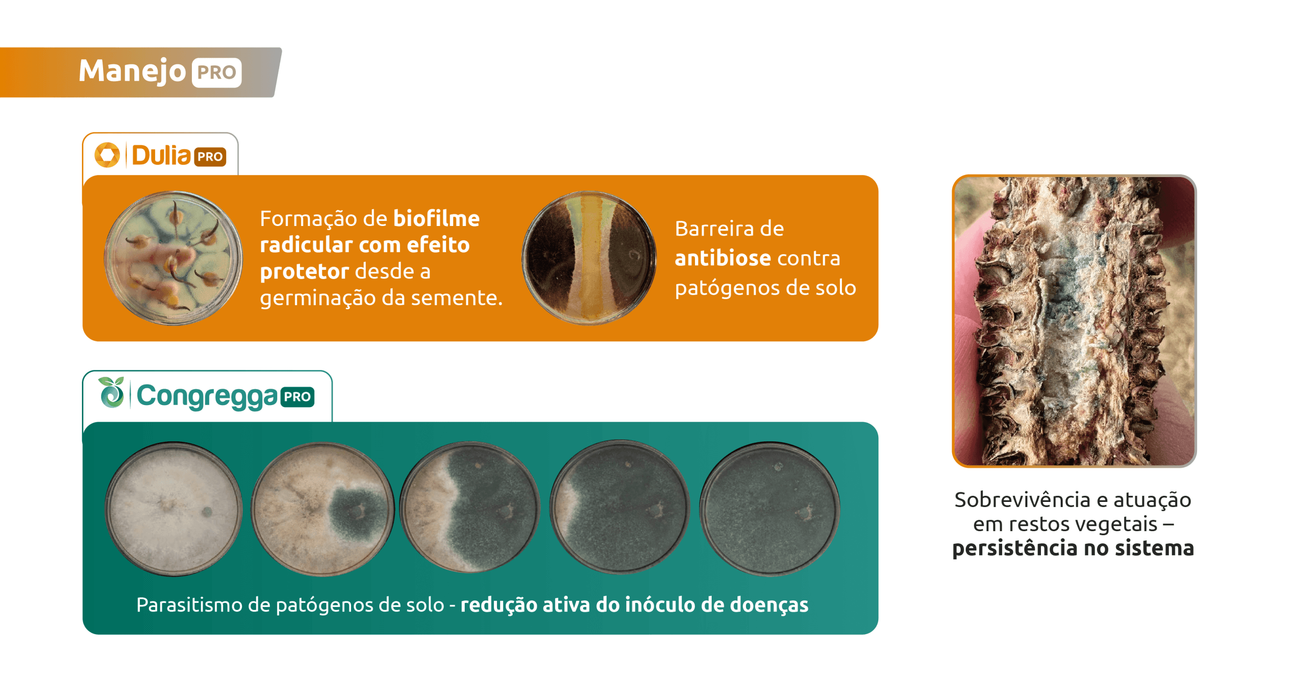 Resultado 1