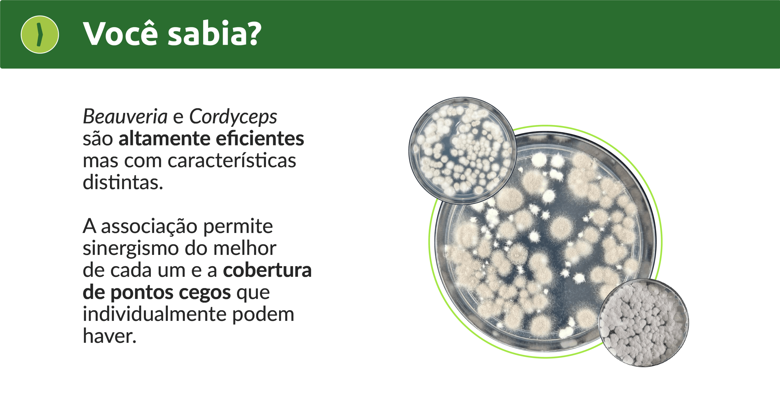 Resultado 4@4x