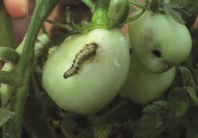 Brocamento dos frutos de tomate pela fase larval Foto: Grupo Cultivar