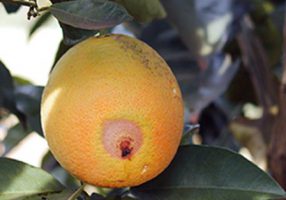 Fruto com sintomas de danos causados pelo bicho-furão-dos-citros Foto: Fundecritus