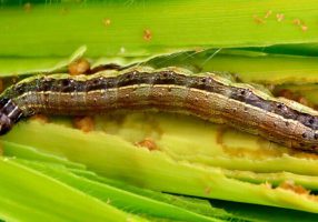 Fase larval da Spodoptera frugiperda Foto: ProMIP