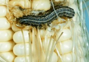 S. frugiperda atacando espiga de milho Foto: J.E. Smith