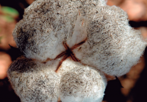 Fumagina no capulho de algodão Foto: Instituto-Matogrossense do algodão